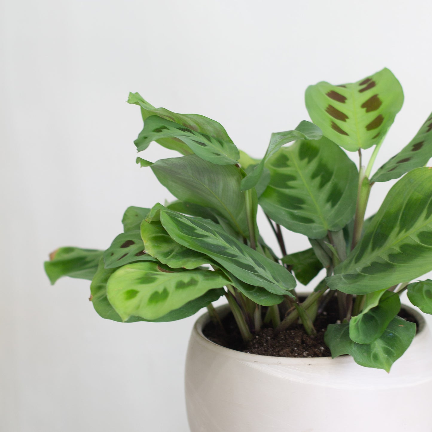 Green Marantha (Prayer Plant) & Luna Pot (X-Large)