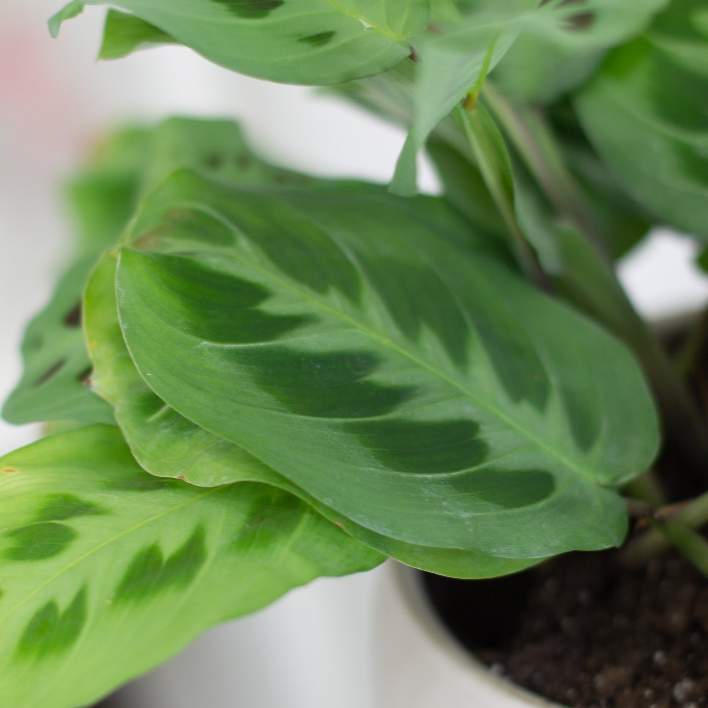 Green Marantha (Prayer Plant) & Luna Pot (X-Large)