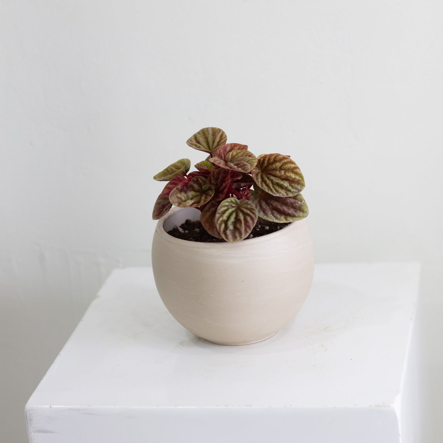 Peperomia Red Ripple & Luna Pot (Small)