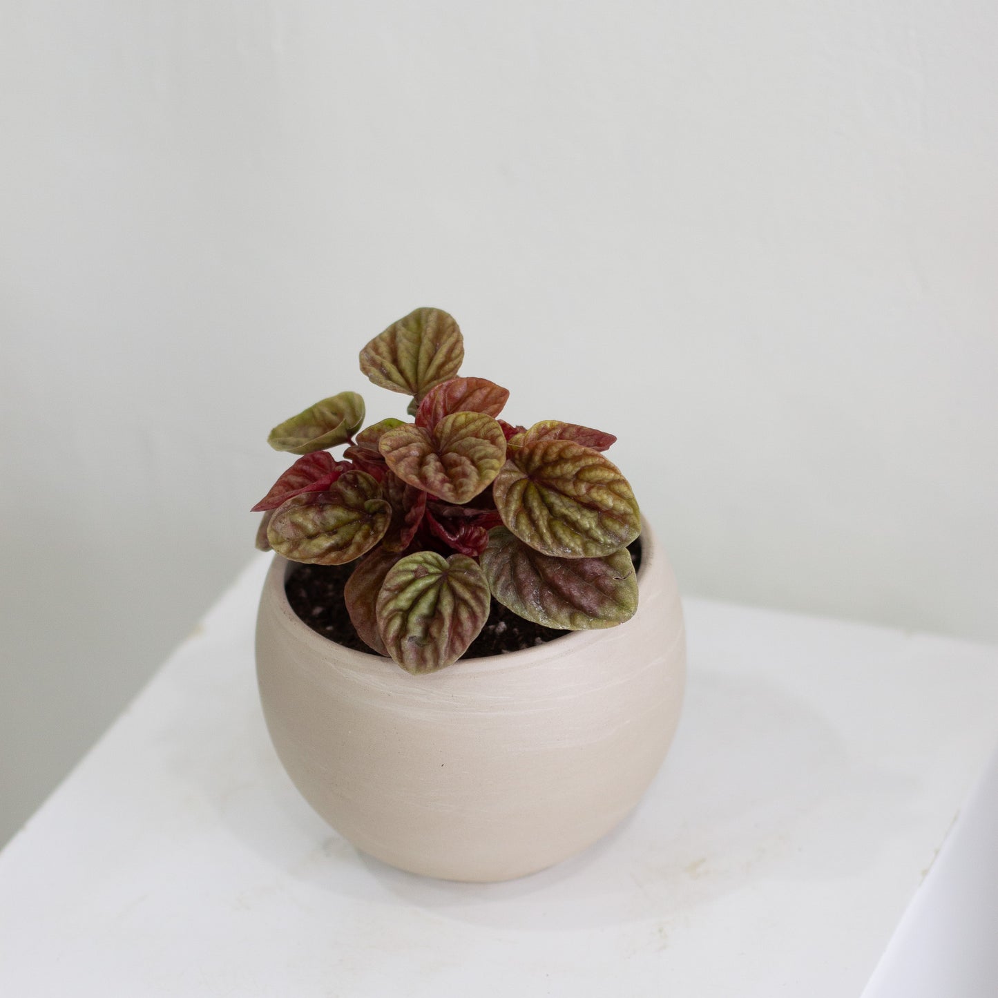 Peperomia Red Ripple & Luna Pot (Small)