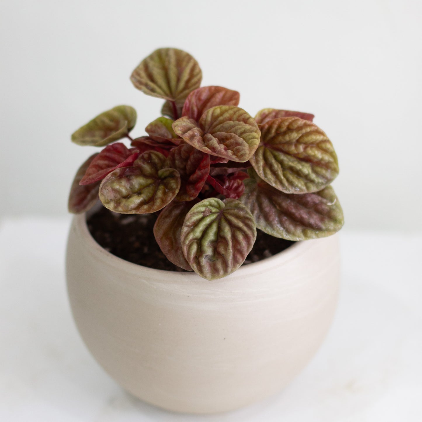 Peperomia Red Ripple & Luna Pot (Small)