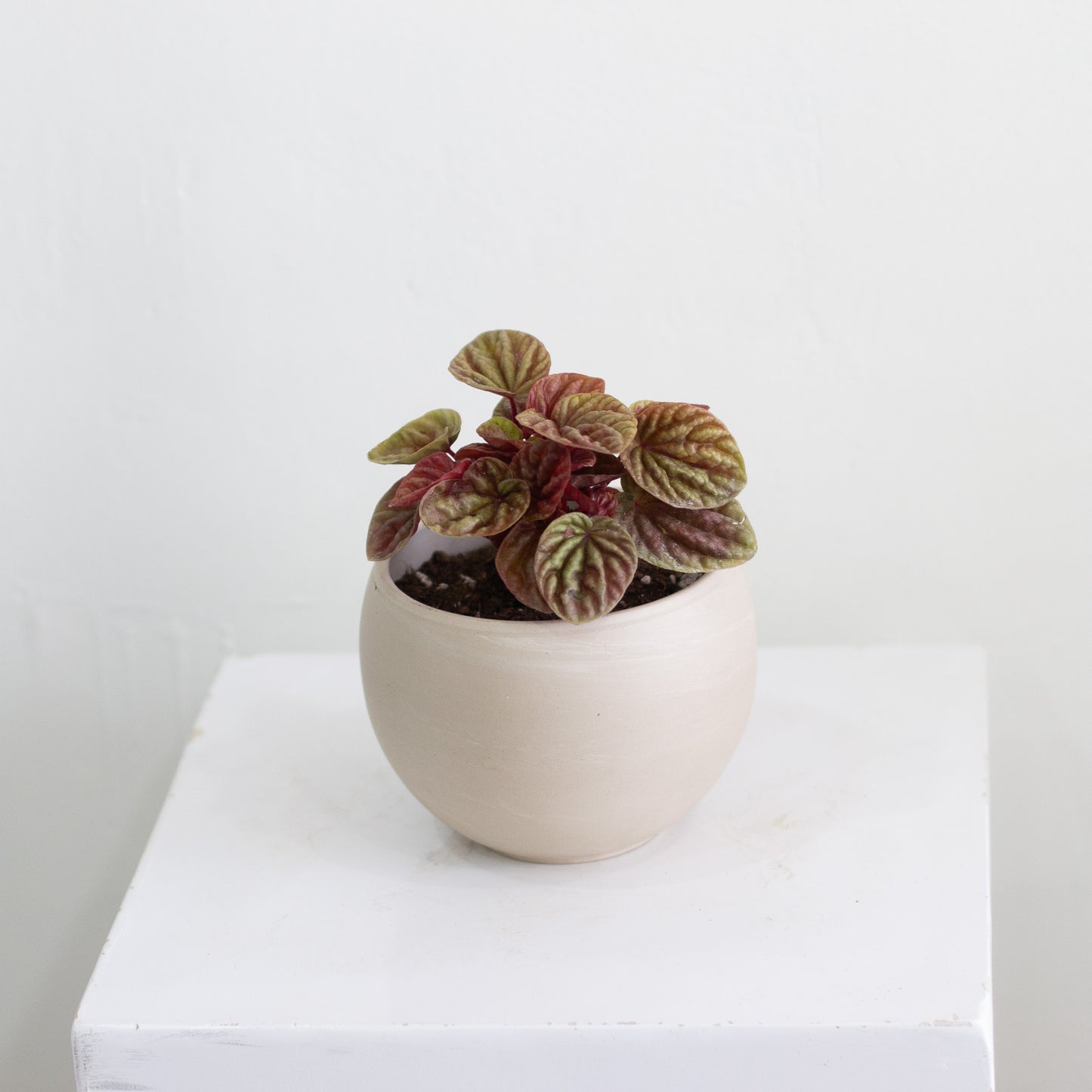 Peperomia Red Ripple & Luna Pot (Small)