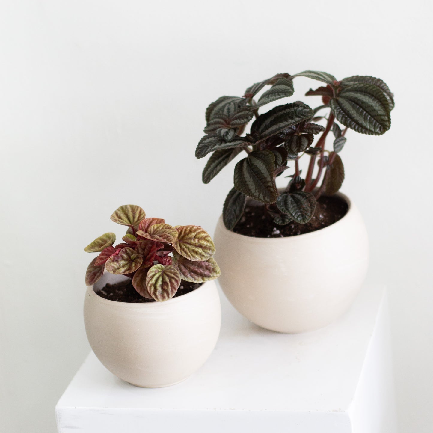 Peperomia Red Ripple & Luna Pot (Small)