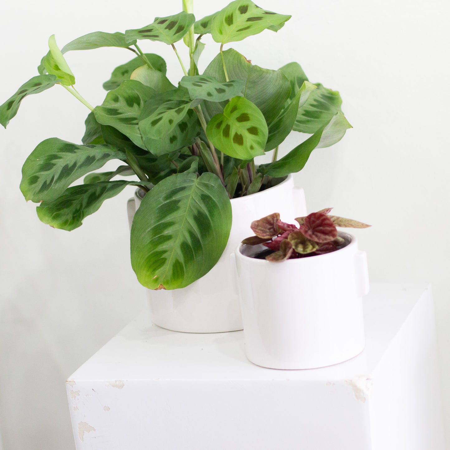 Dorado Pot, Large
