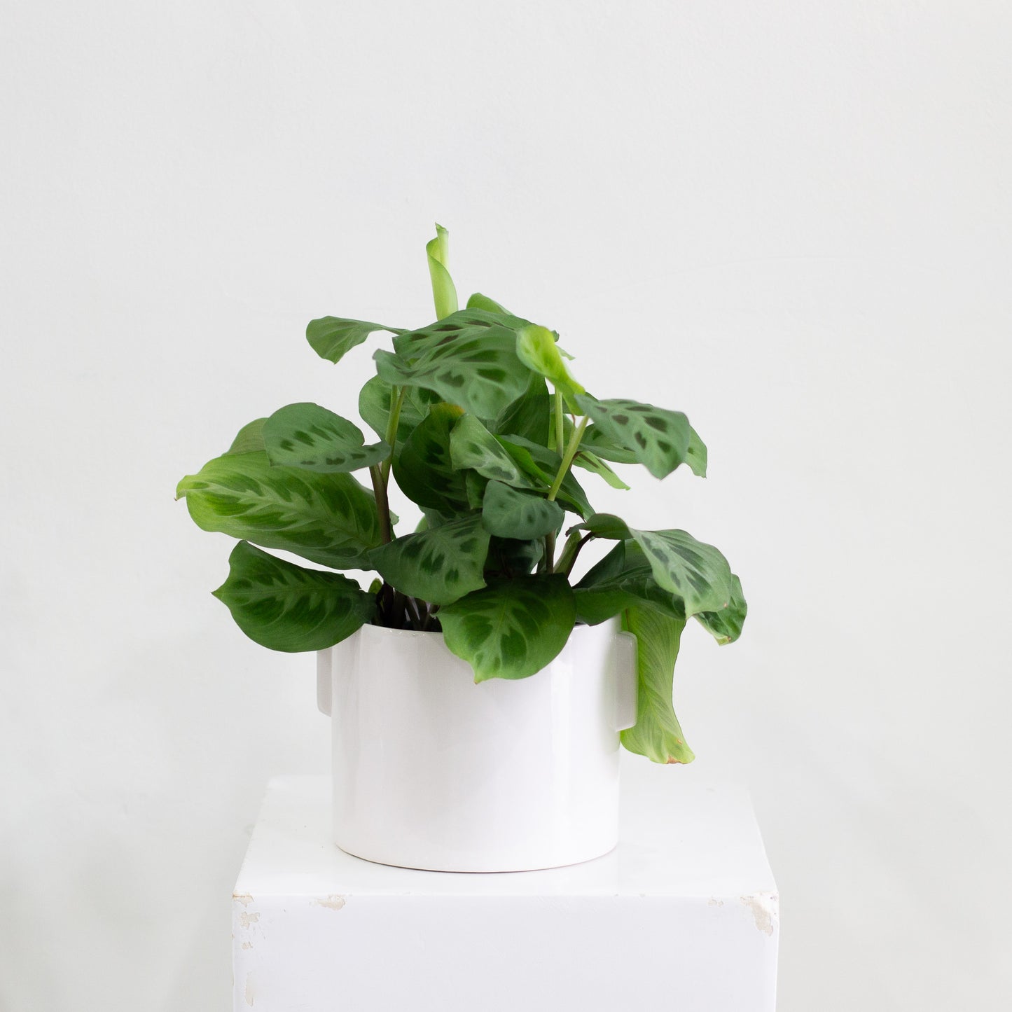 Dorado Pot, Large