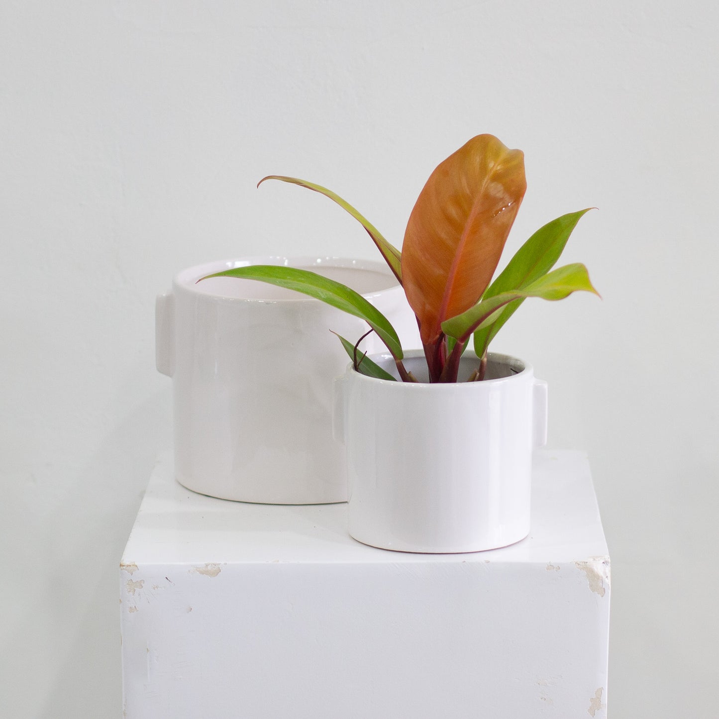Dorado Pot, Large