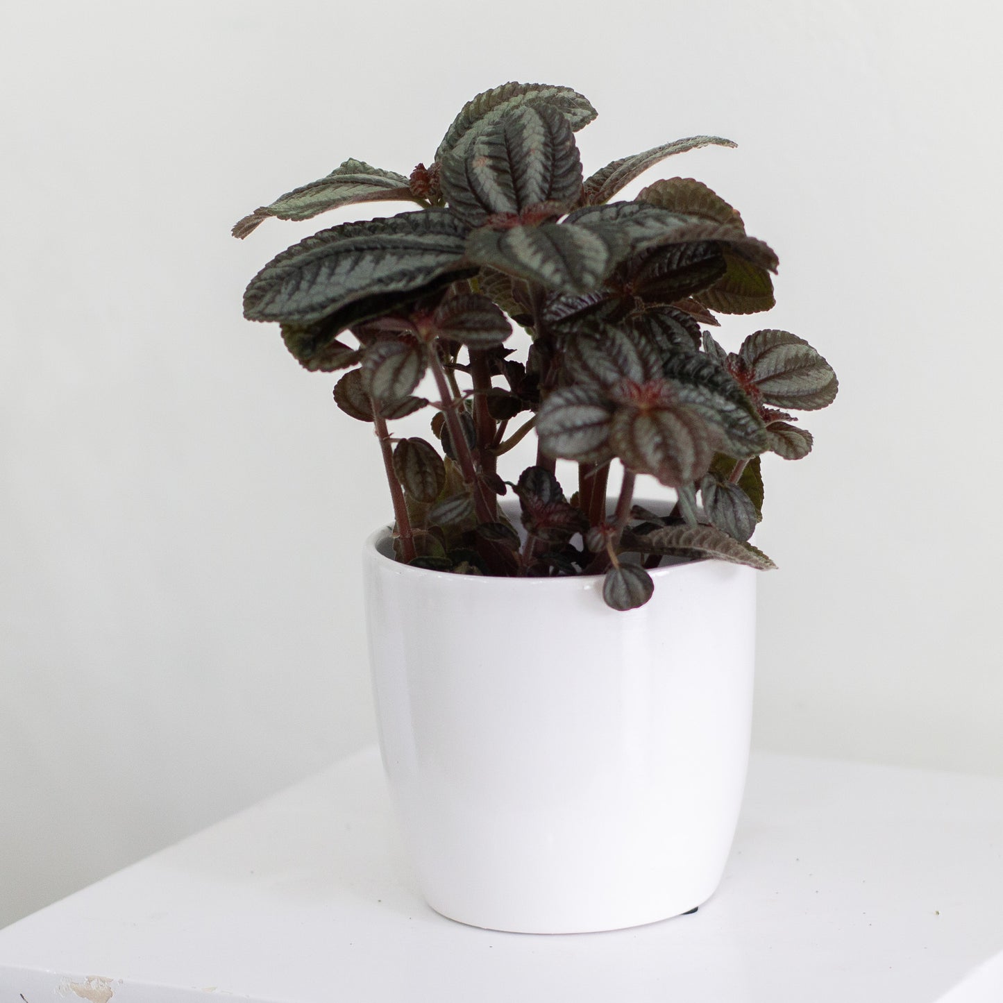 Everyday Pot, Small
