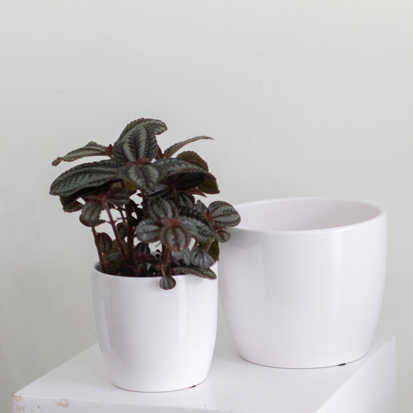 Everyday Pot, Large