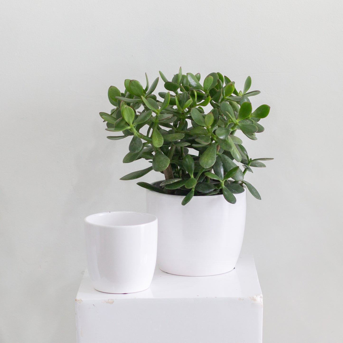Everyday Pot, Small