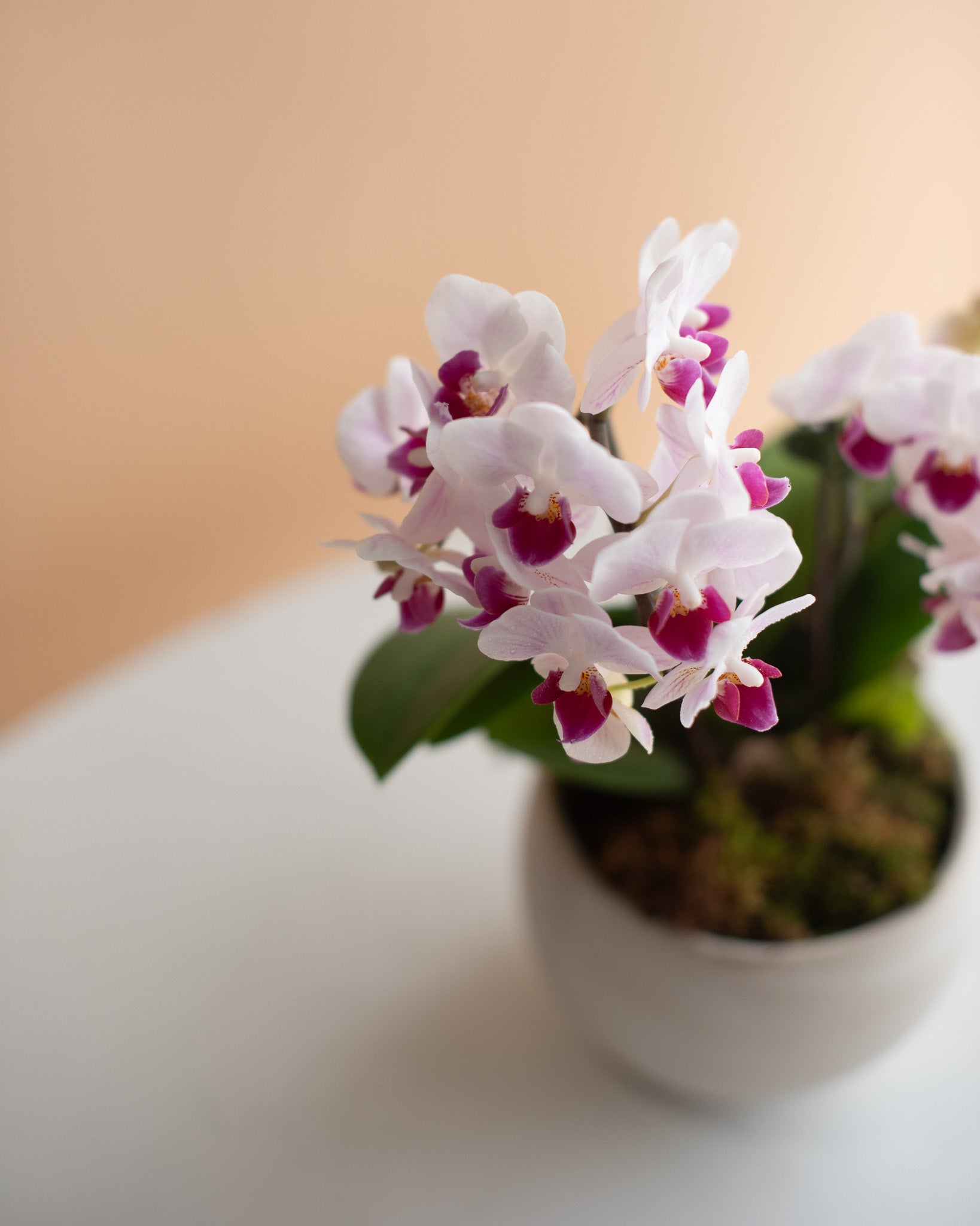 Mini Phalaenopsis Orchid, 2-Spike (in Ceramic Planter)