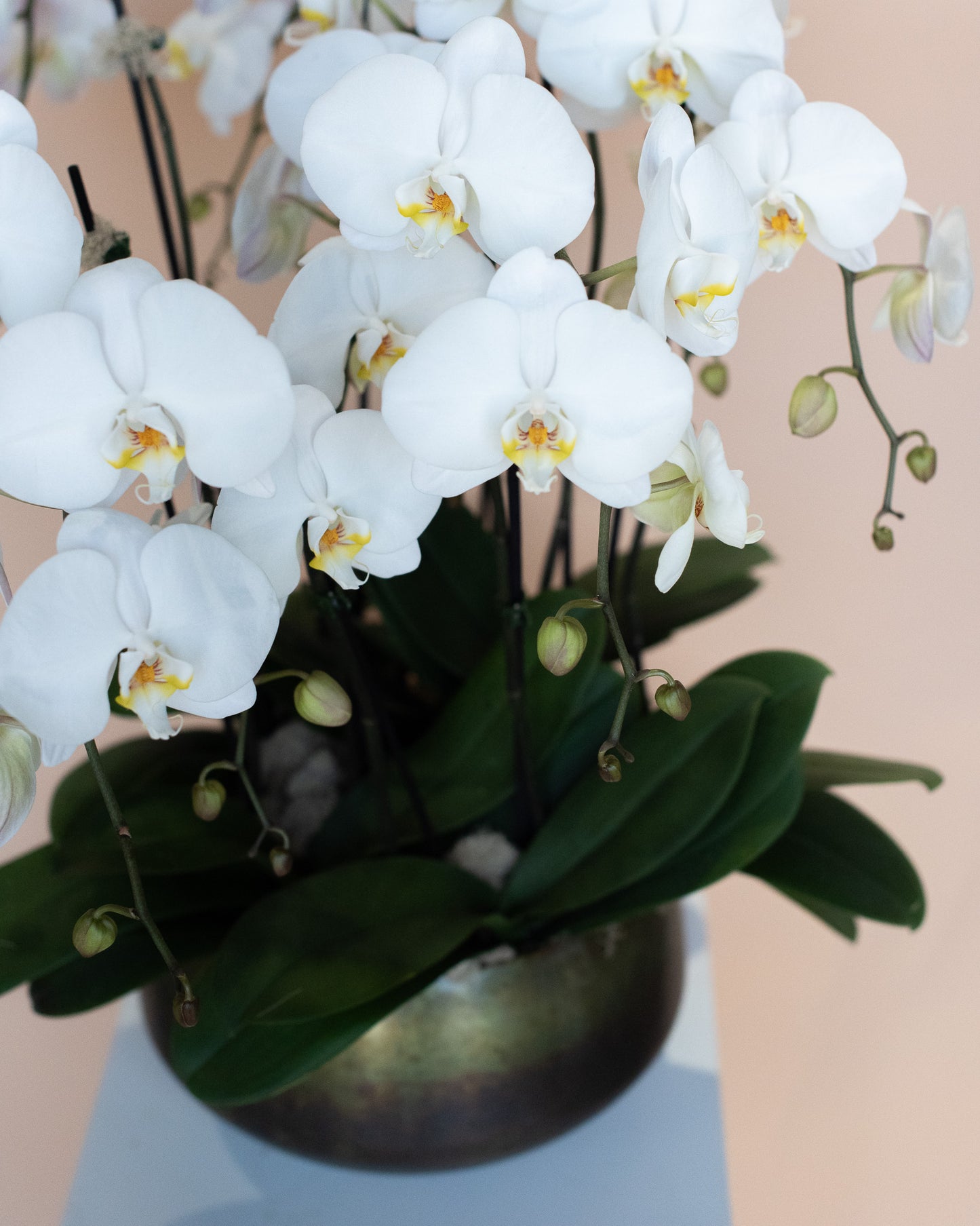 Grand Orchid Planter