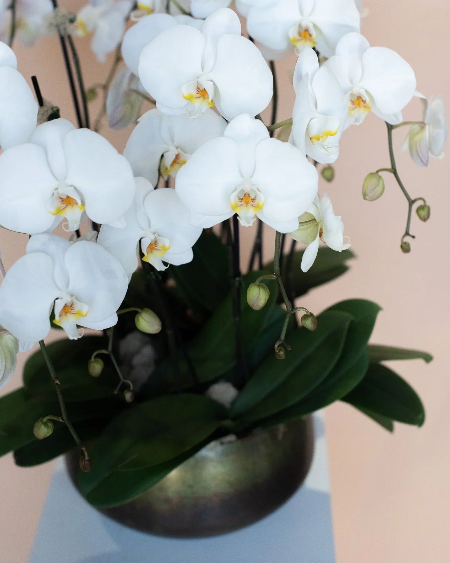 Grand Orchid Planter