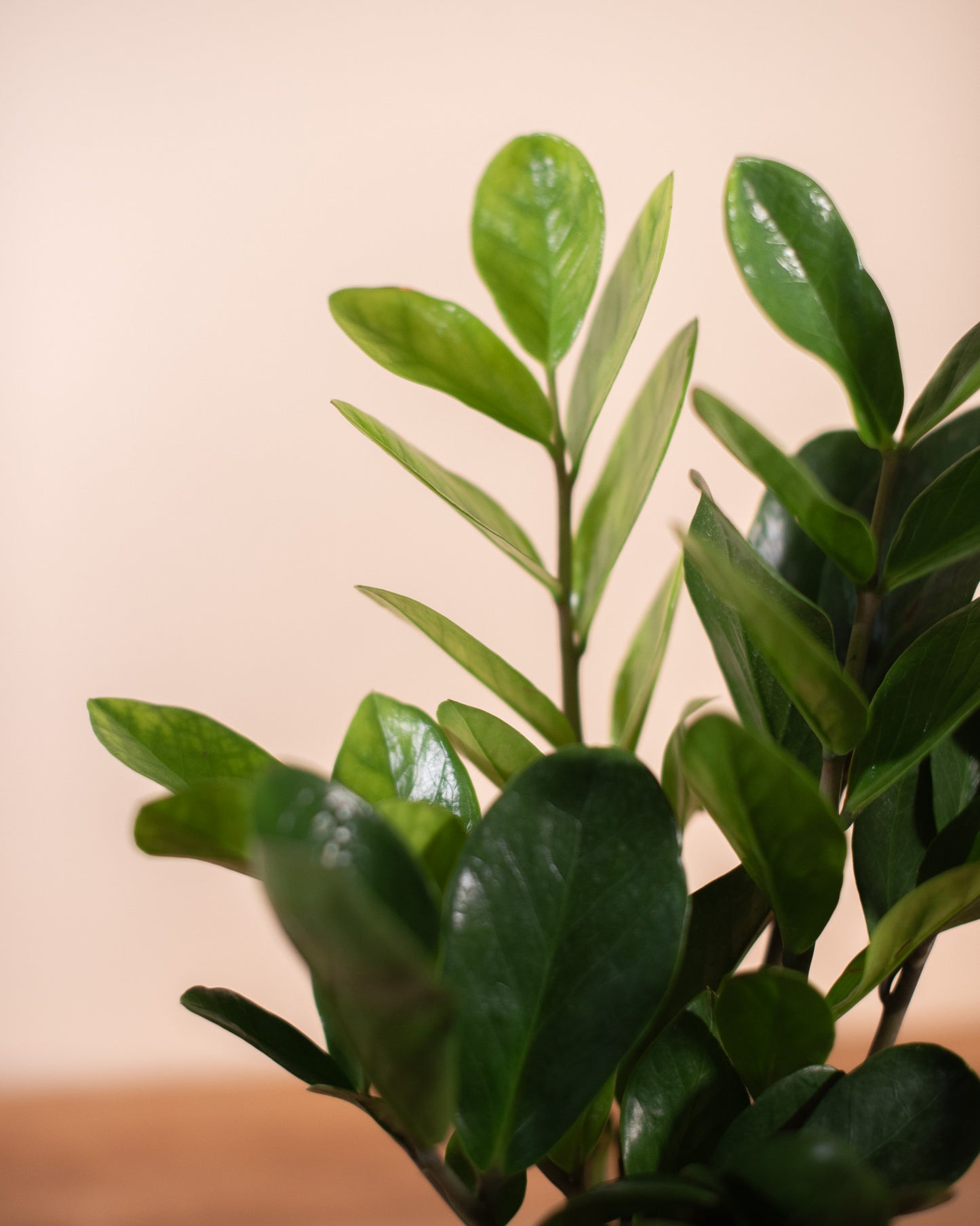 ZZ PLANT (ZANZIBAR GEM) 6" Grower's Pot
