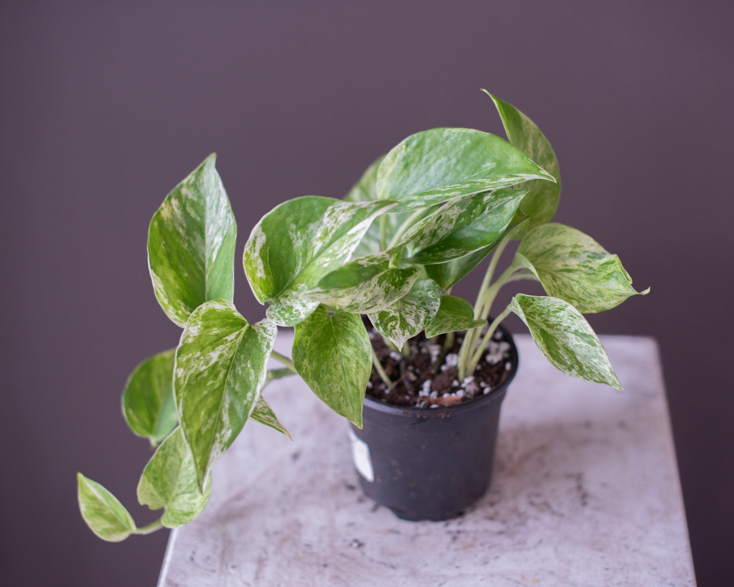 Marble Queen Pothos (Epipremnum aureum), 4"