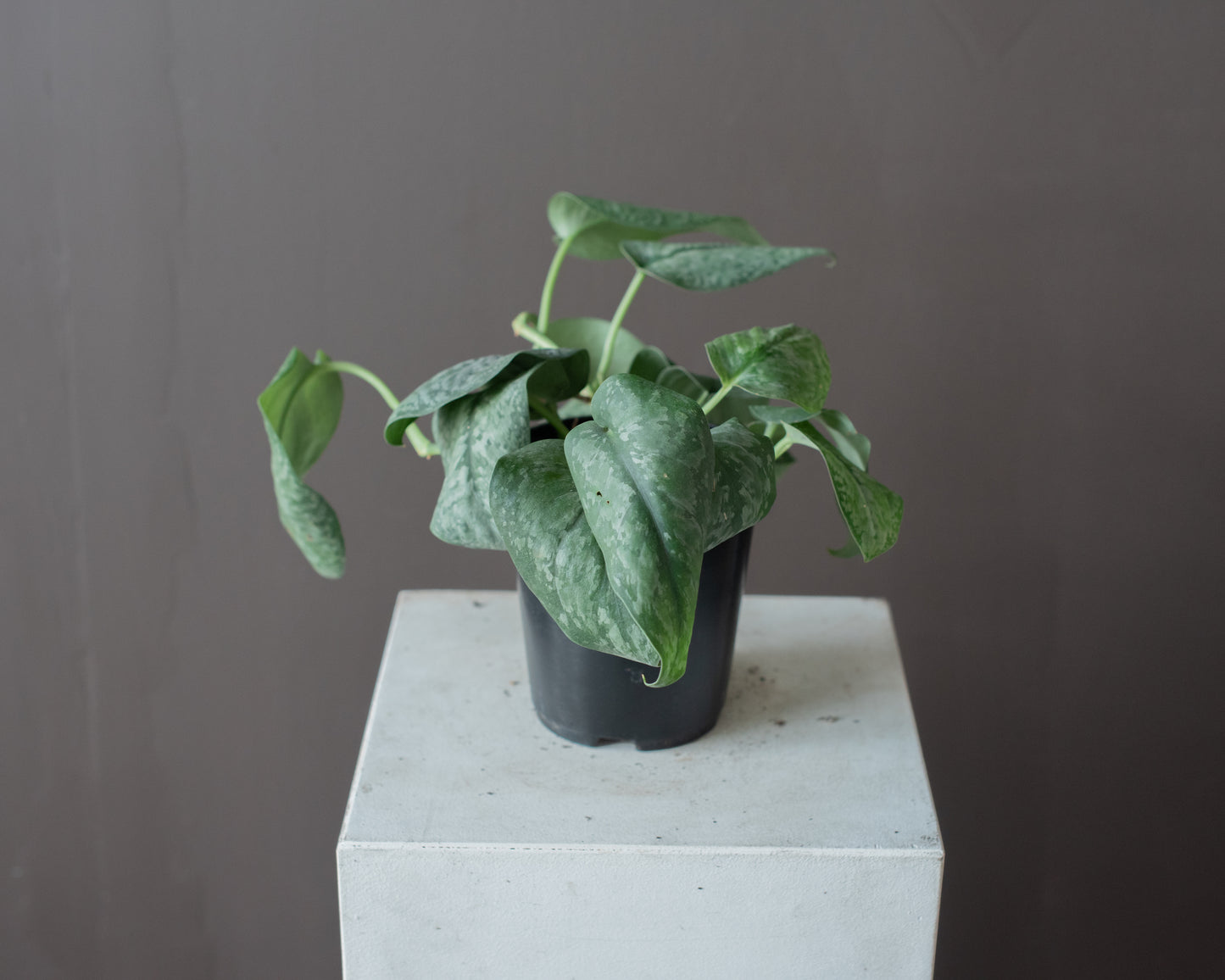 Satin Pothos (Scindapsus pictus), 5"