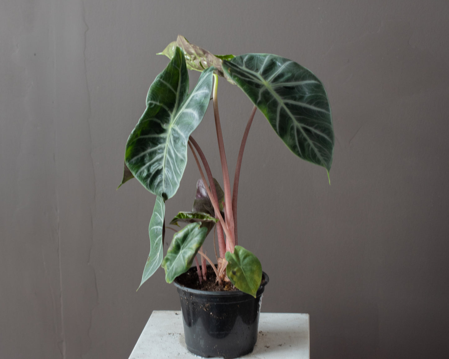 Alocasia 'Pink Dragon' (Alocasia longiloba). 5.5"