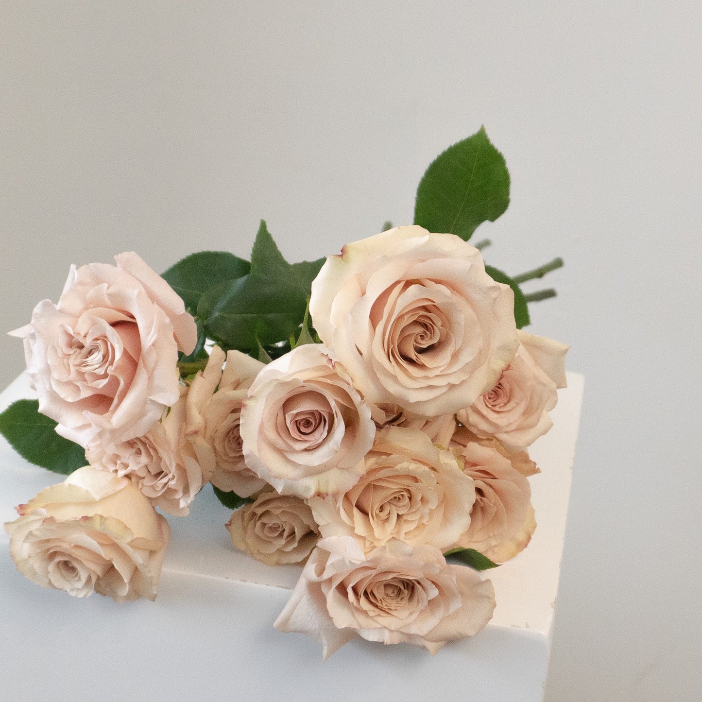 Quicksand Rose Bundle