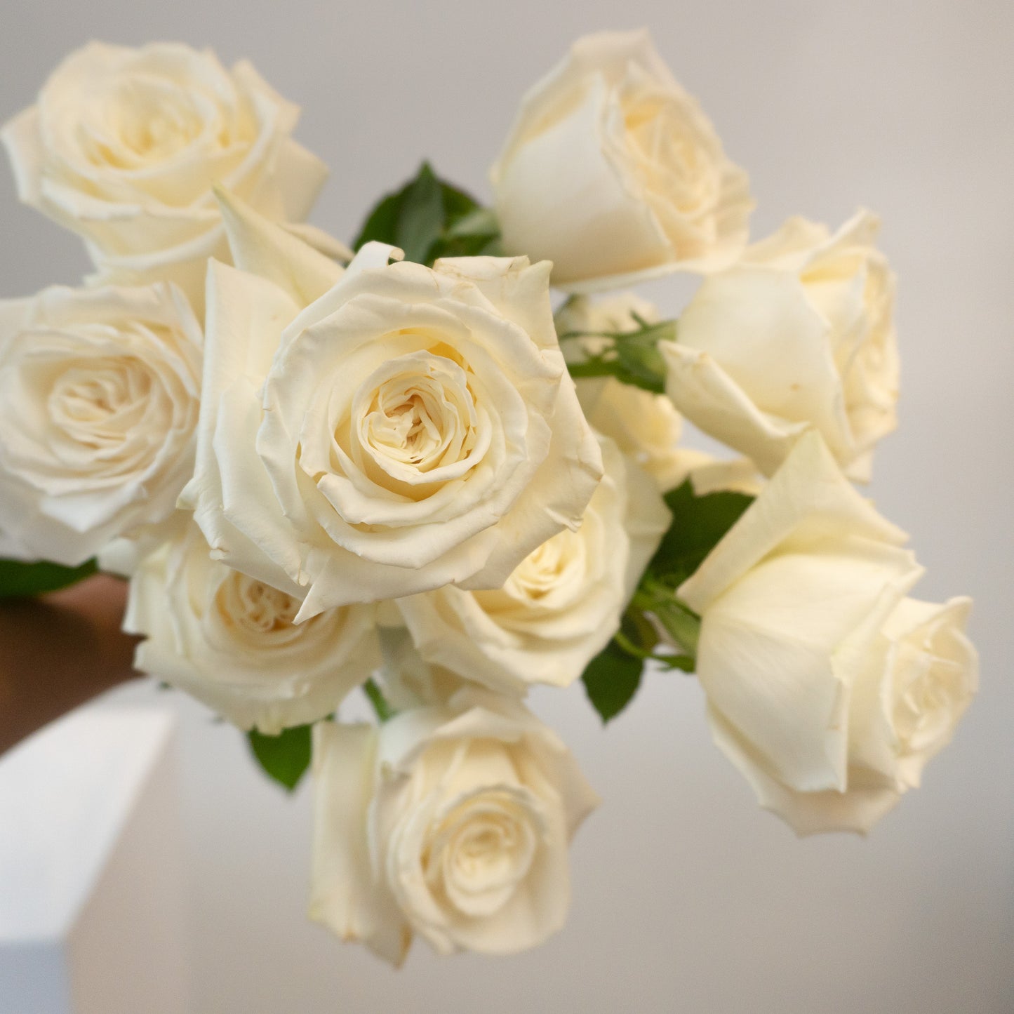 White Garden Rose Bundle
