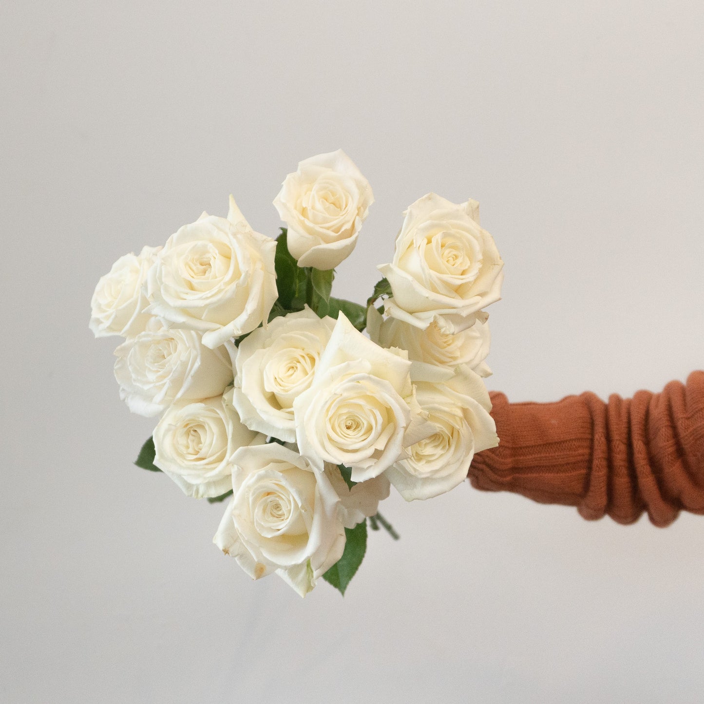 White Garden Rose Bundle