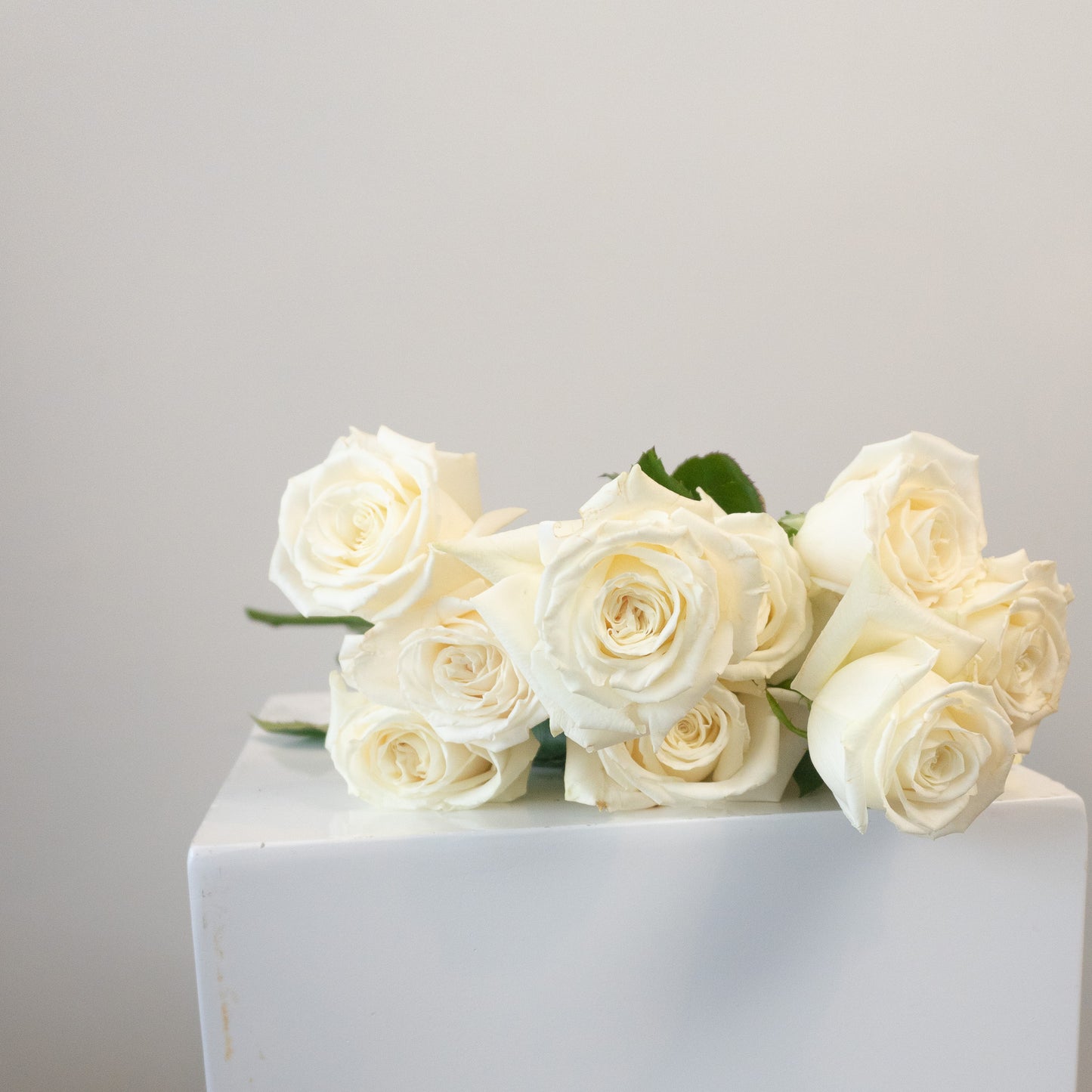 White Garden Rose Bundle