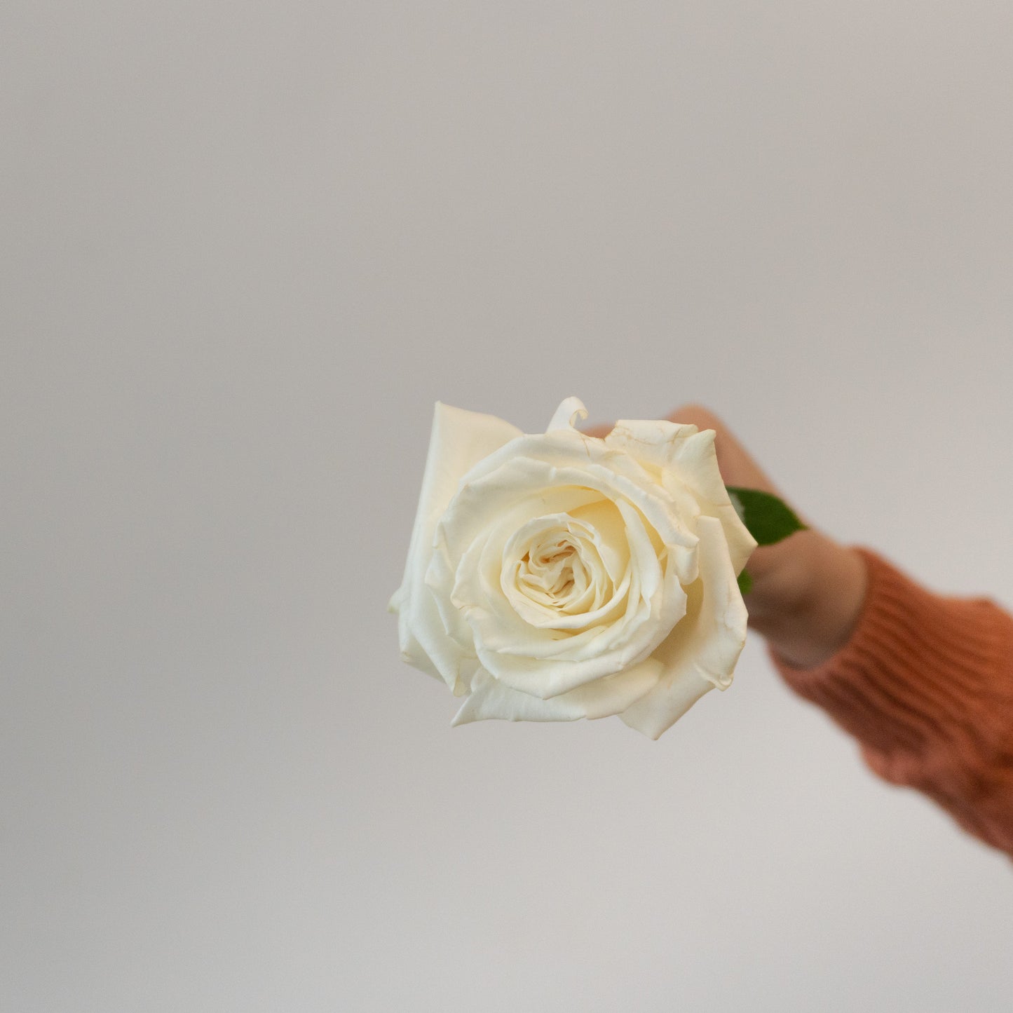 White Garden Rose Bundle