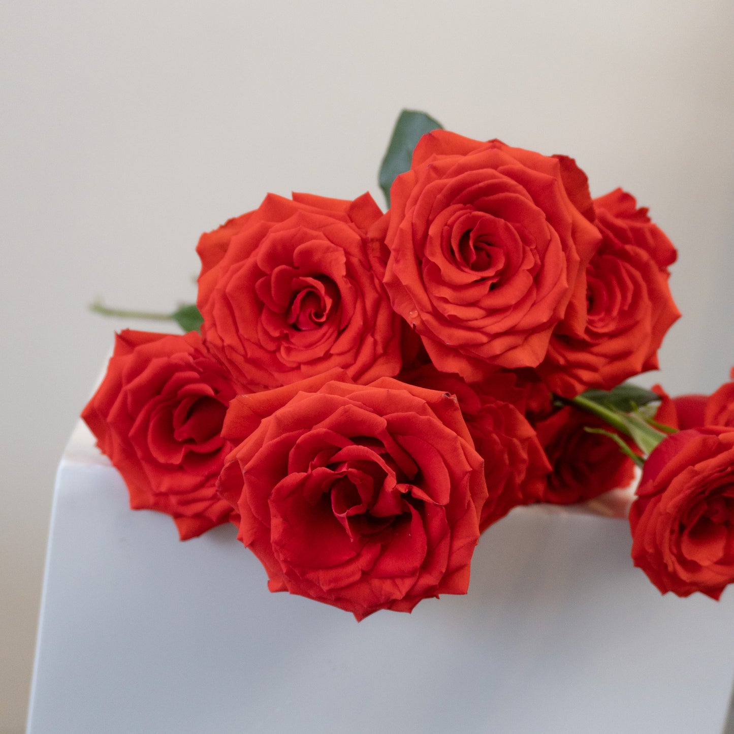 Classic Dozen Red Rose Bundle