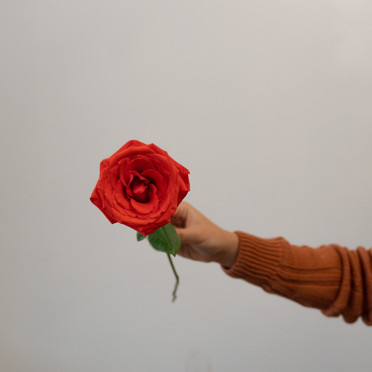 Classic Dozen Red Rose Bundle