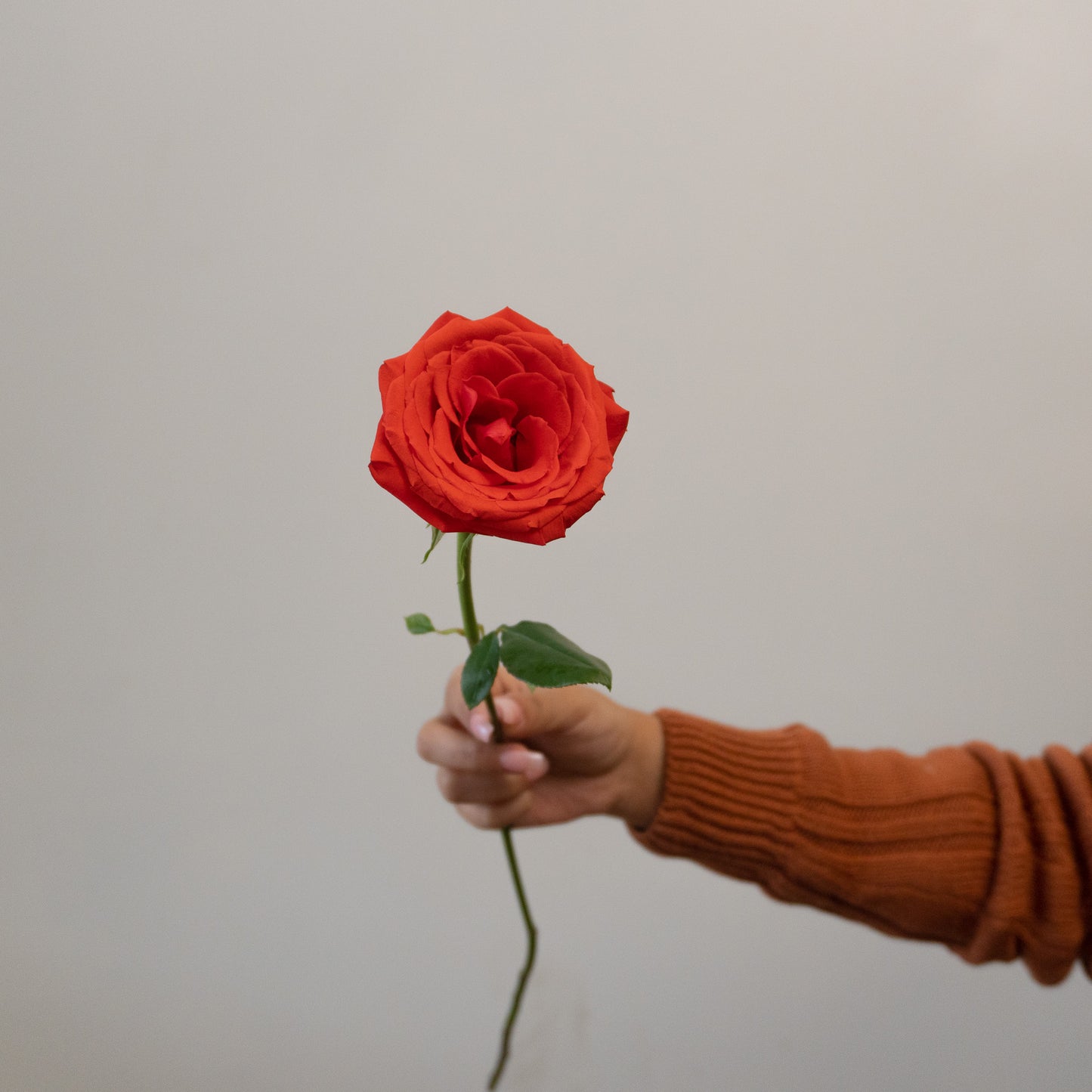 Classic Dozen Red Rose Bundle