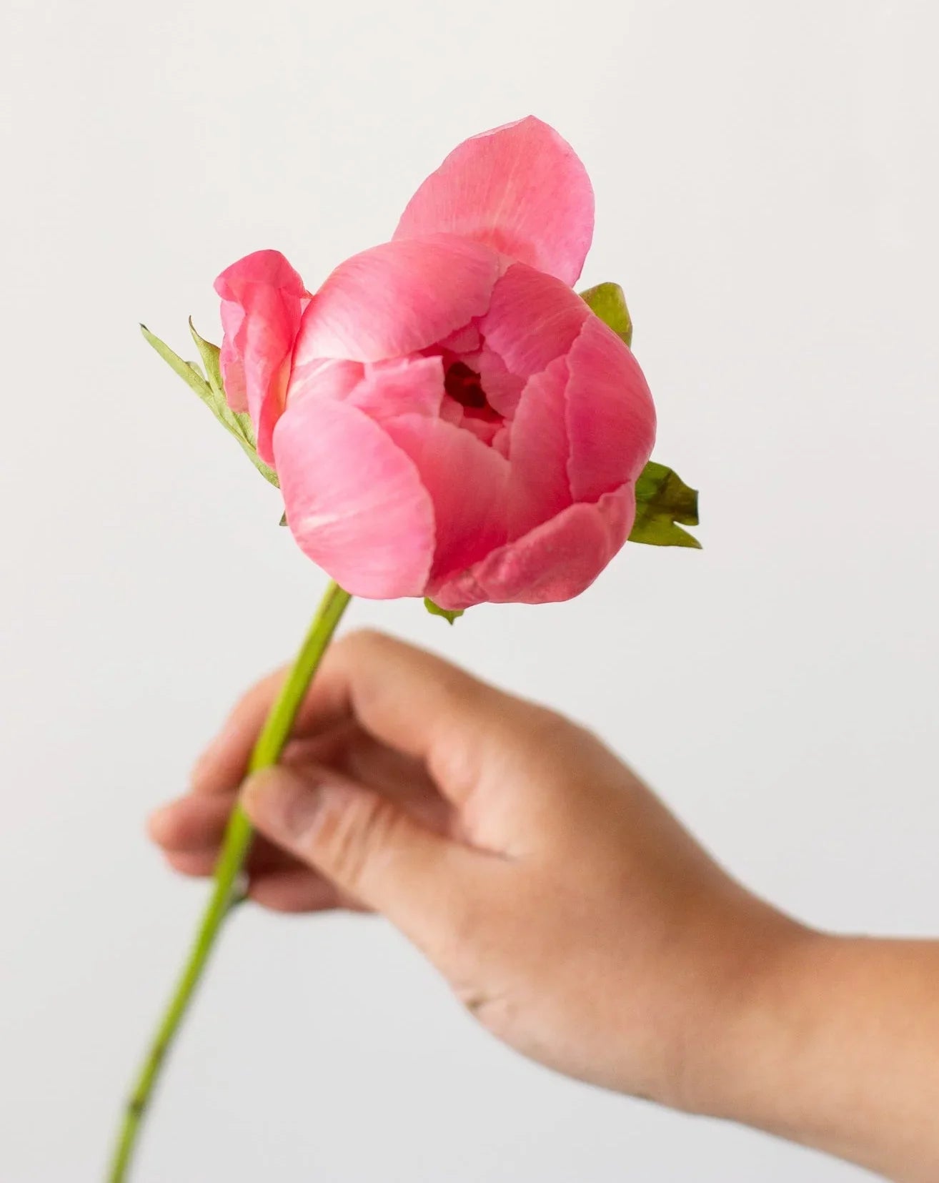 Ontario-Grown Peony Bundle - May Flowers