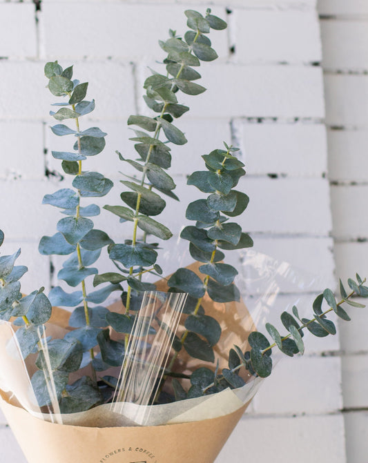 Fresh Eucalyptus Bundle