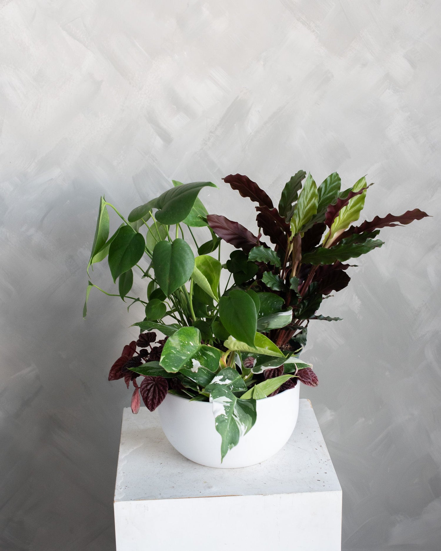 The Plant Shop
