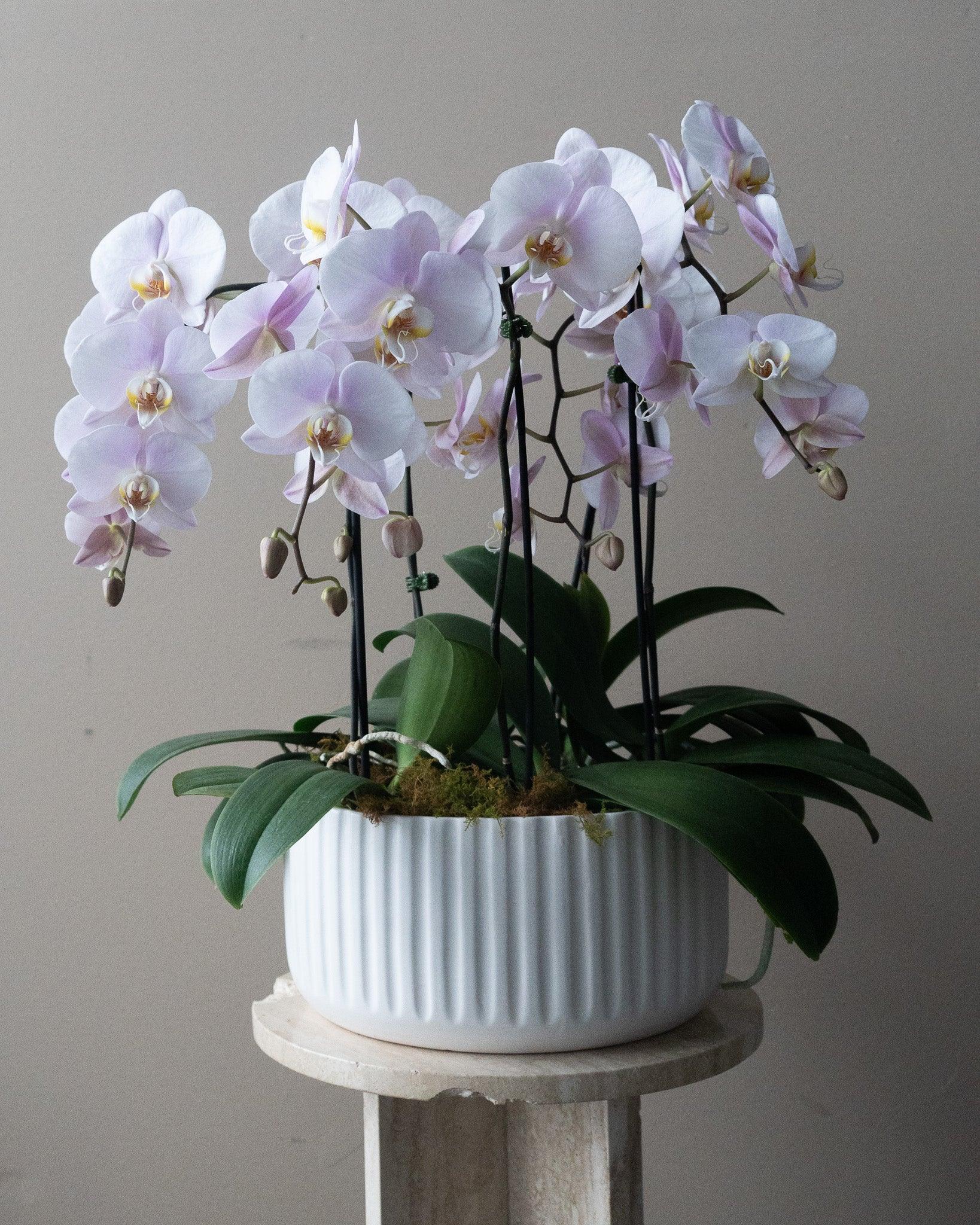 New Home - May Flowers