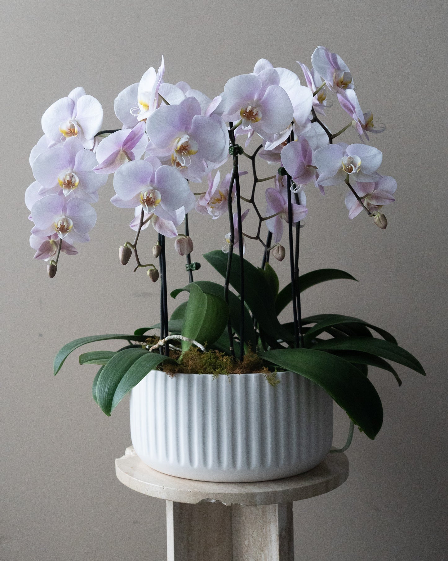 Large Orchid Planter