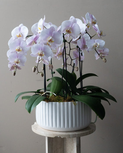 Large Orchid Planter