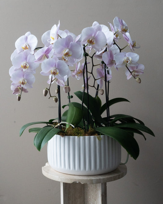 Large Orchid Planter