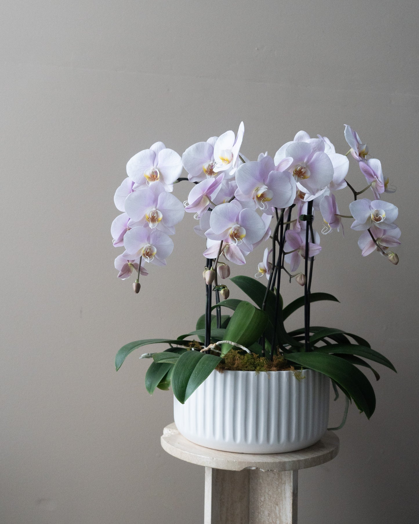 Large Orchid Planter