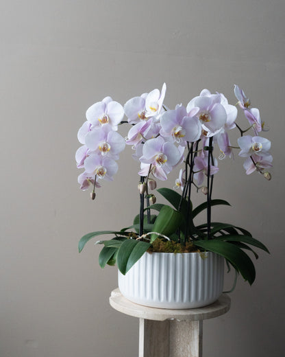 Large Orchid Planter