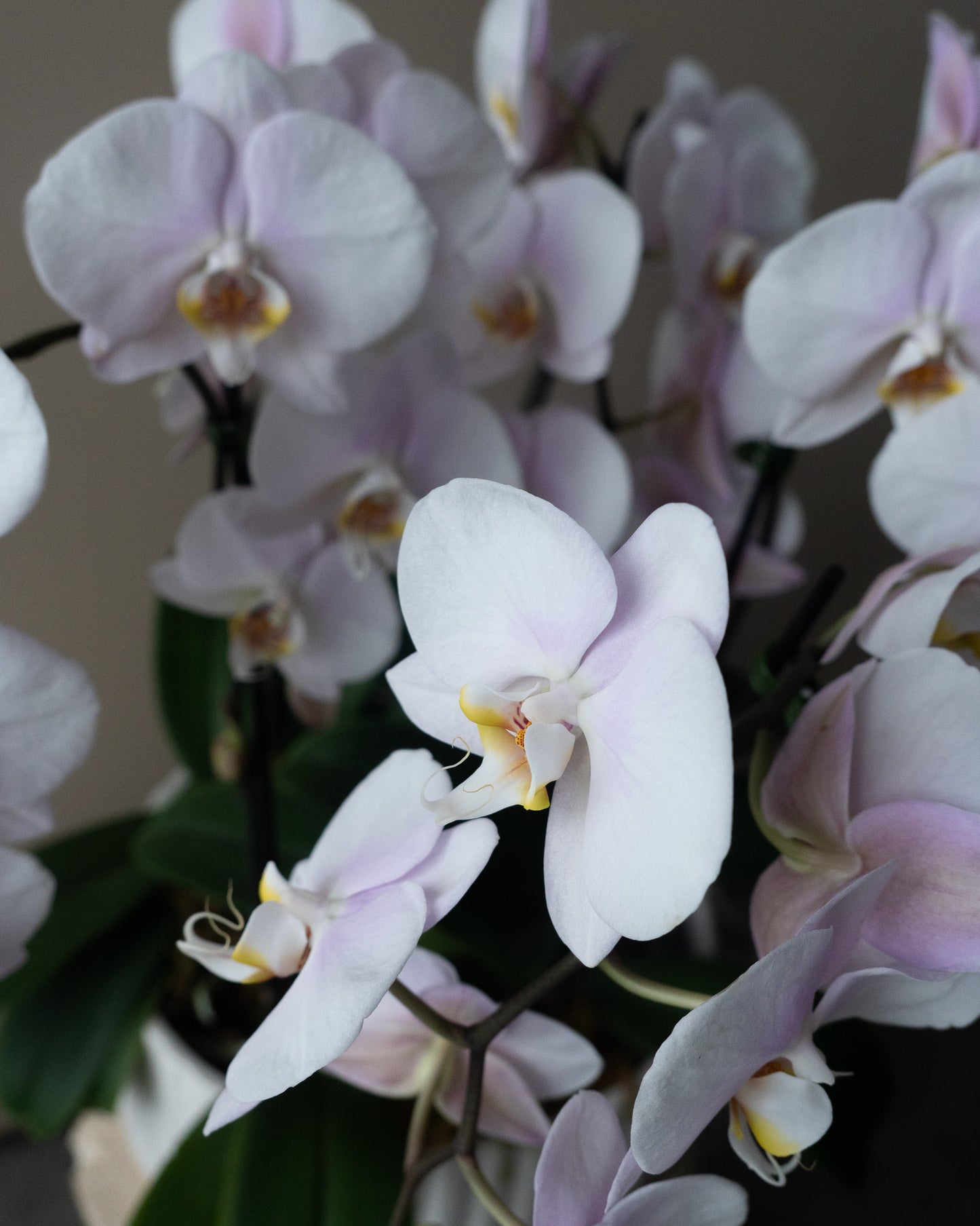 Large Orchid Planter