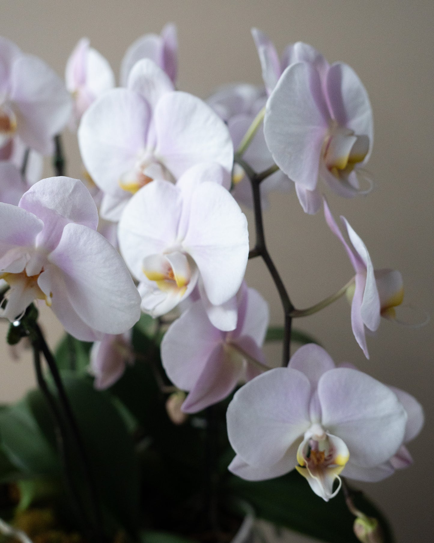 Large Orchid Planter