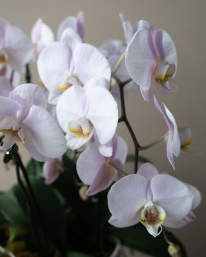 Large Orchid Planter