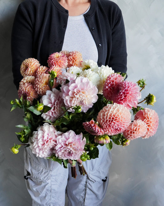 Dahlias En Masse (30 Stems)