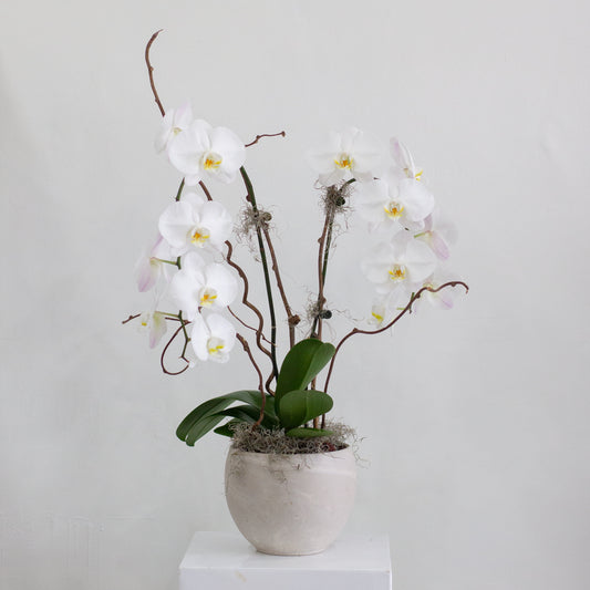 Double Waterfall Orchid