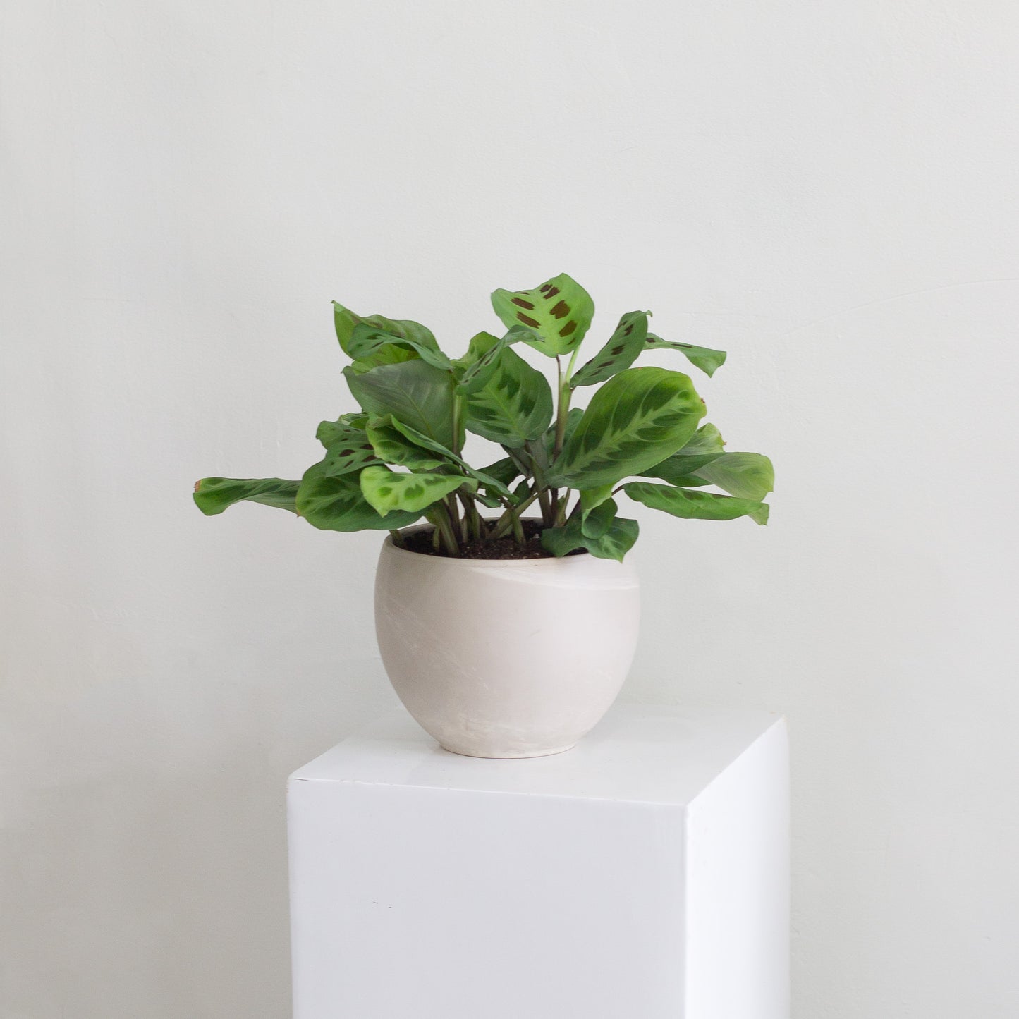 Green Marantha (Prayer Plant) & Luna Pot (X-Large)