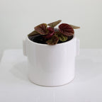 Dorado Pot, Small