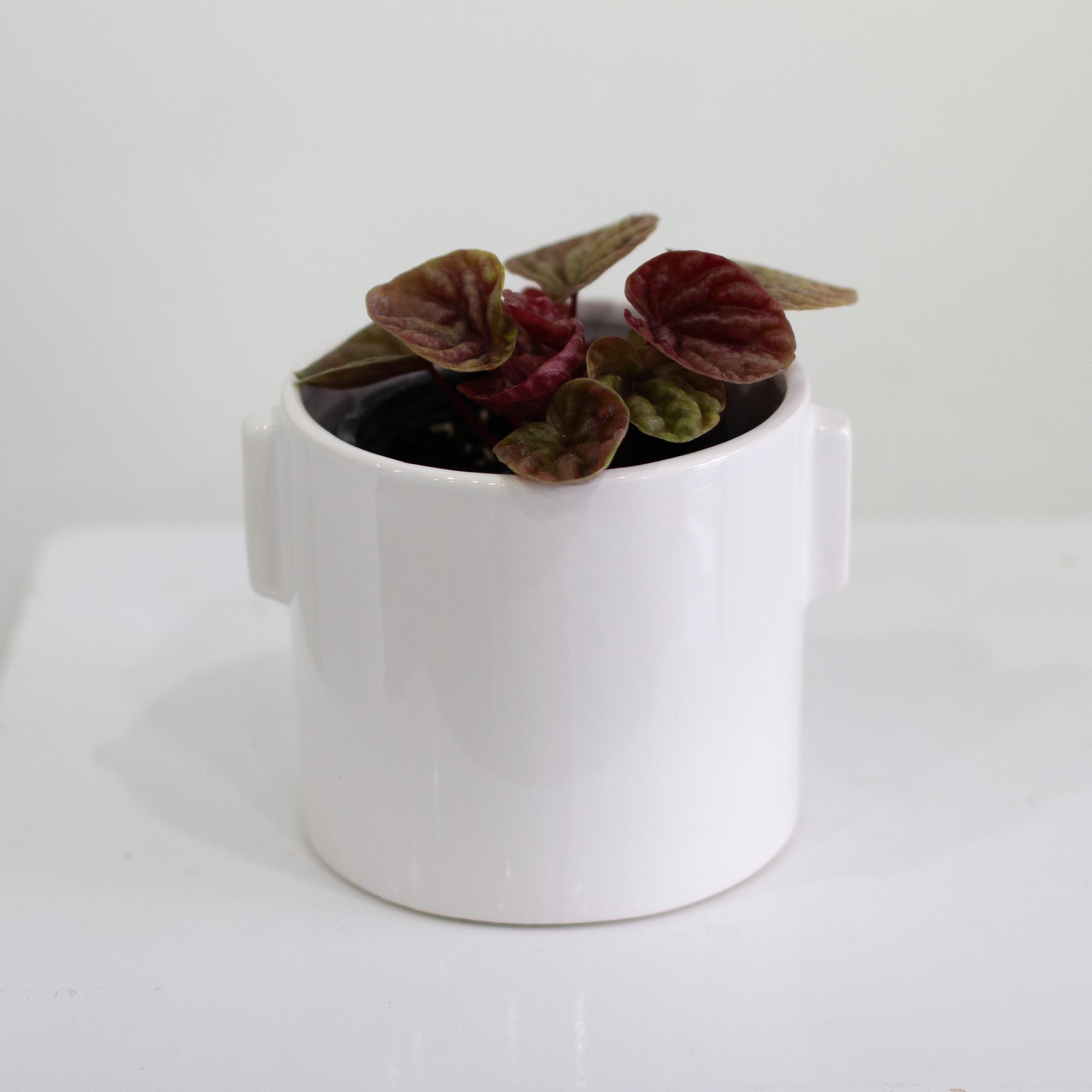 Dorado Pot, Small