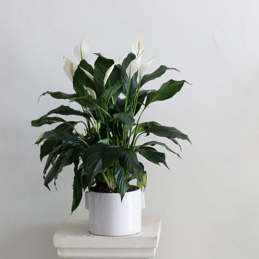 Peace Lily & Dorado Pot (Medium)