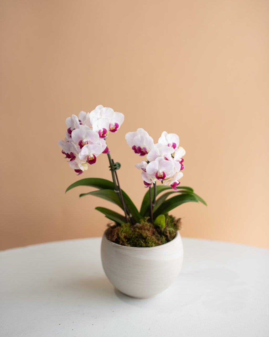 Mini Phalaenopsis Orchid, 2-Spike (in Ceramic Planter)