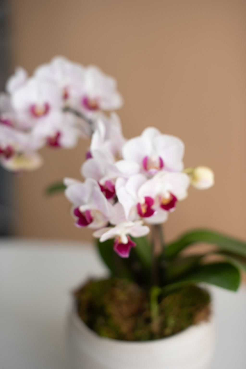 Mini Phalaenopsis Orchid, 2-Spike (in Ceramic Planter)