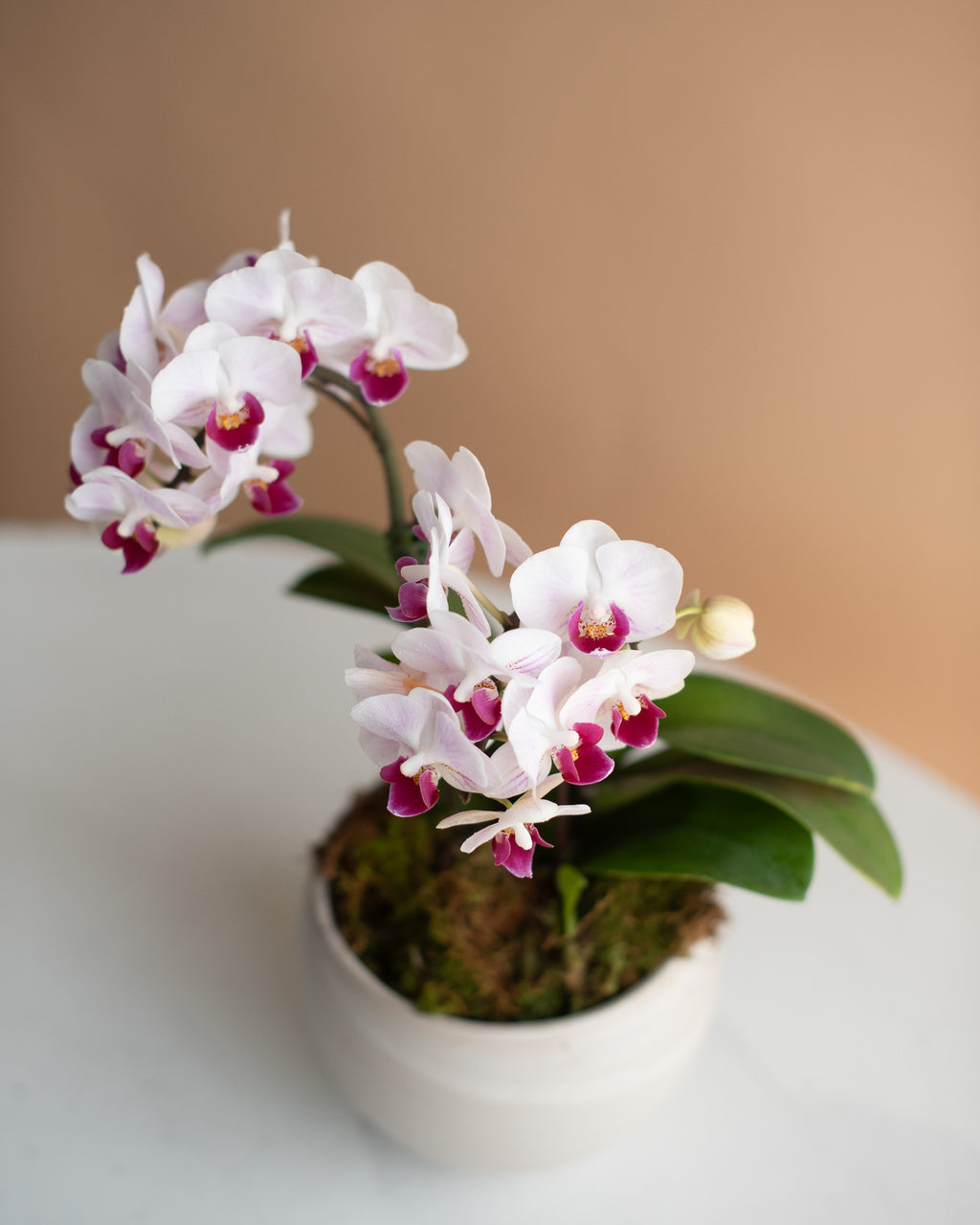 Mini Phalaenopsis Orchid, 2-Spike (in Ceramic Planter)