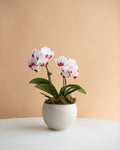 Mini Phalaenopsis Orchid, 2-Spike (in Ceramic Planter)